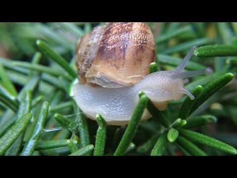 Miniatura oficial de YouTube de «Enchanted forest-Plou a la Rodana» · javaLOOYA