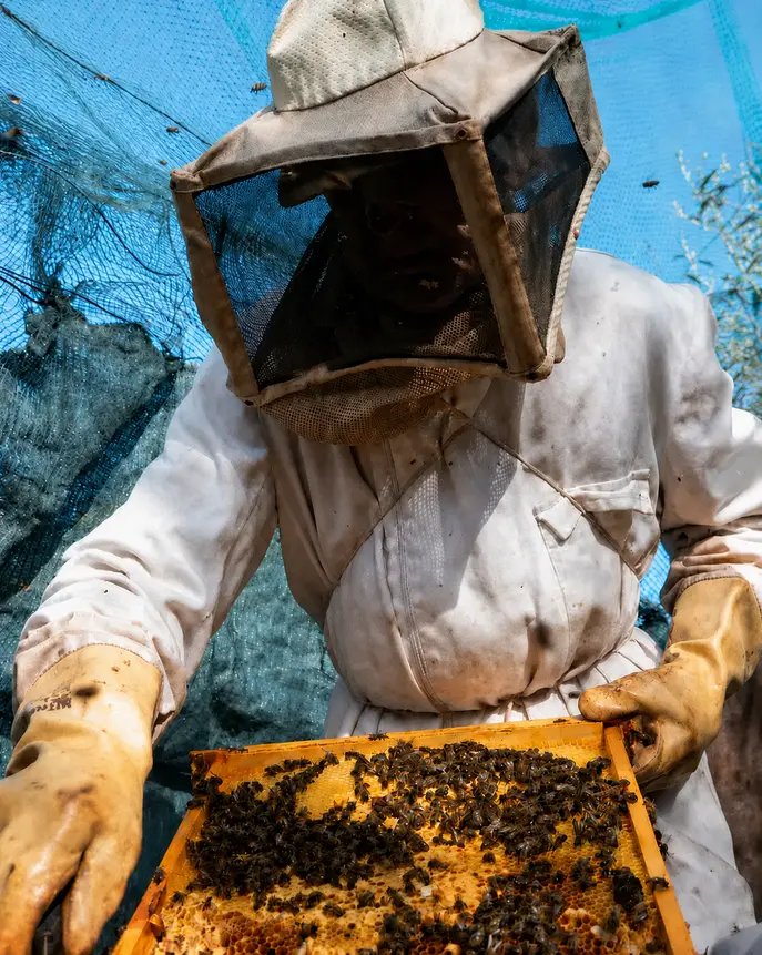 Apicultor trabajando con un panal de abejas en Valencia
