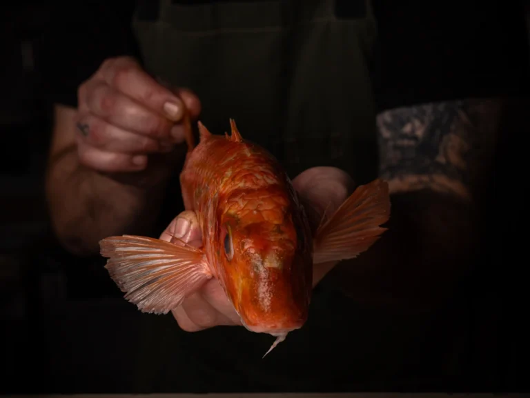Profesional de cocina sosteniendo un pescado fresco