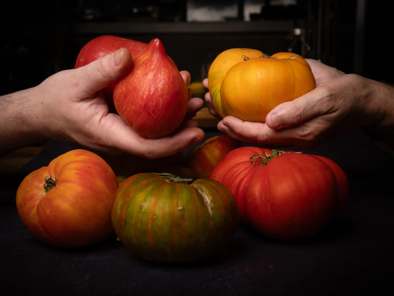 Tomates de temporada sostenidos entre varias manos