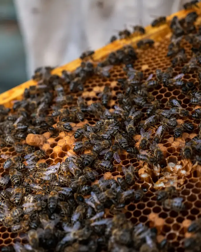 Detalle de abejas sobre un panal